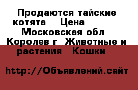 Продаются тайские котята. › Цена ­ 1 500 - Московская обл., Королев г. Животные и растения » Кошки   